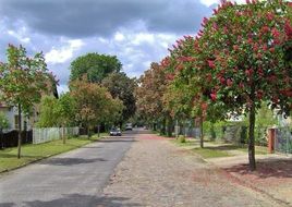 green trees with flowers near the road