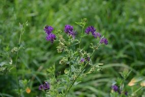 purple flowers among green grass closeup