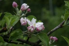 flowering branch of the tree in the rain