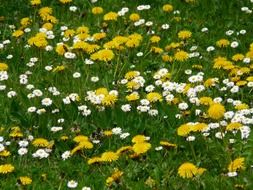 White and yellow daisies on a meadow