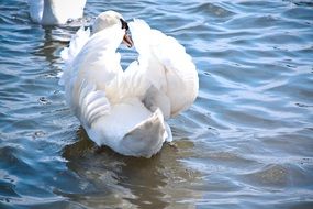 back view of white swan with open wings