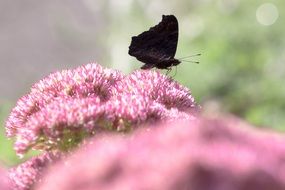 attractive peacock butterfly