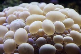 Macro photo of coral bubble underwater