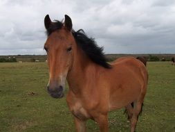 portrait of Cute horse in nature