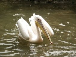 white pelican on the water close up