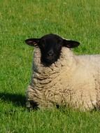 resting sheep on the meadow