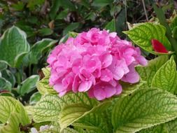 hydrangea, blooming plant with pink flowers