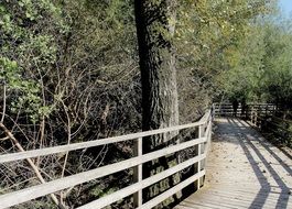 picture of the boardwalk