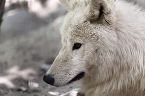 white predator in the arctic