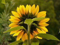 Rear view of the sunflower close-up on blurred background