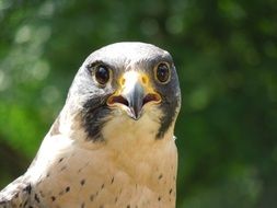 peregrine falcon portrait close