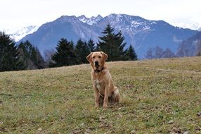 labrador is sitting in a mountain meadow