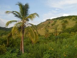 haiti landscape