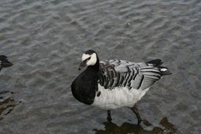 white-breasted goose walks on water