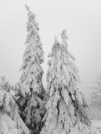 ice frost trees landscape