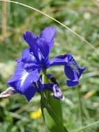 blue iris flower at greenery