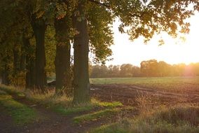 tree oak light sunset
