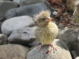 attractive bird