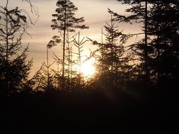 evening sunset woods