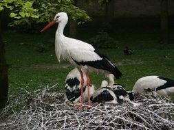 stork nest in the forest