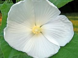 white hibiscus close up