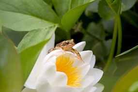 frog on white lily