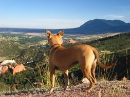 red dog stands on a hill