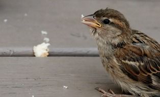 sparrow sitting on a street and in a beak holds the bread crumbs