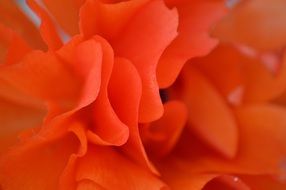 tender flower orange petals