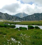 Flora near the mountains
