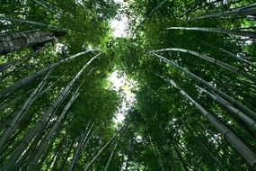 Green tropical bamboo forest