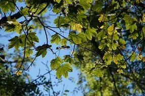 green maple leaves on a tree against a blue sky