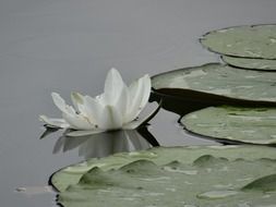 water lily pond