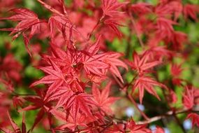 red sharp leaves on a Bush