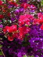 Purple and pink bougainvillea colorful flowers macro