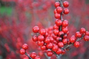 Sparkleberry, Winterberry, red berries on branch close up