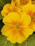 yellow pansy flowers in the garden