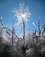 snow covered trees in a sunny winter day