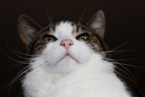 domestic cat with long mustache close up