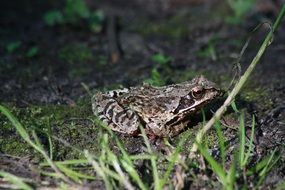 brown earth toad