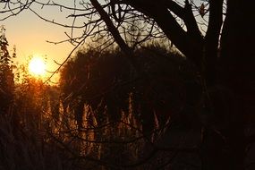 distant view of the bright setting sun over the forest
