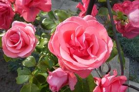 garden pink rose flower in bloom