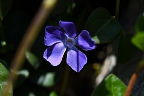 blue clematis sun lights