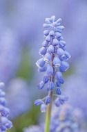 violet cute flower macro