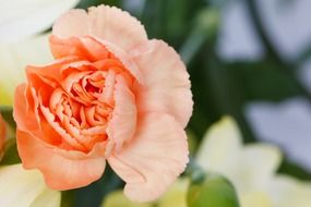 beautiful carnation blossom