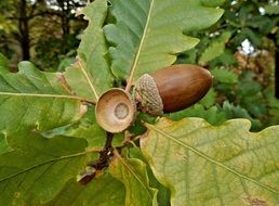 acorns on the oak branch