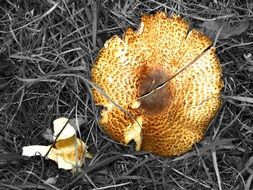 destroyed mushroom on grass