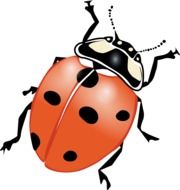 graphic image of a ladybug