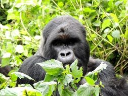 incredible beauty gorilla