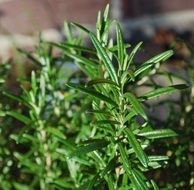 Green rosemary plants blossom